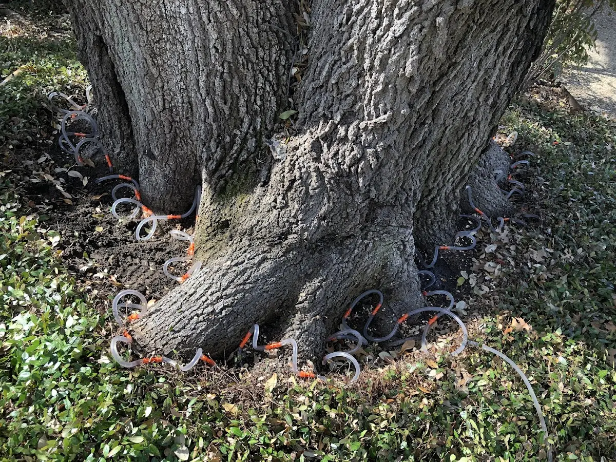 Detailed Tree Cabling and Bracing job site in Friendswood