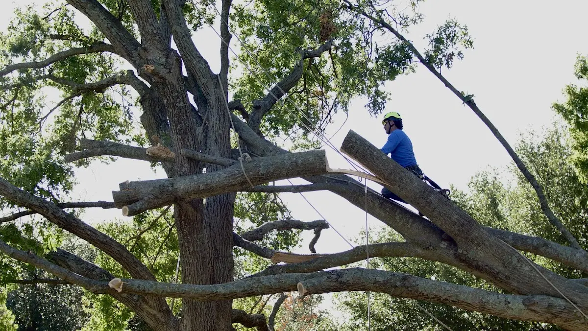 Professional Crown Thinning performed by certified arborists in Friendswood