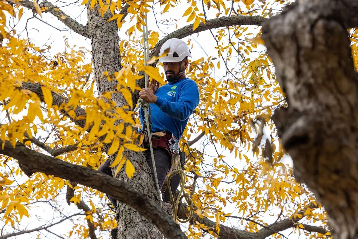 Skilled Tree Pruning crew working in Friendswood