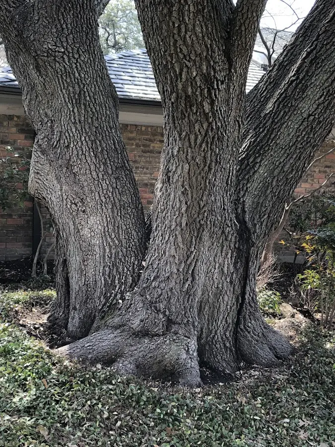 Mature heritage tree close to a Friendswood property cared for by certified arborists